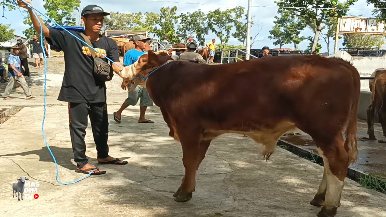 Prepegan !! Pasaran Terakhir Sebelum Lebaran Riza Andi Farm Dapat Bibitan Mempesona Calon Jumbo !!