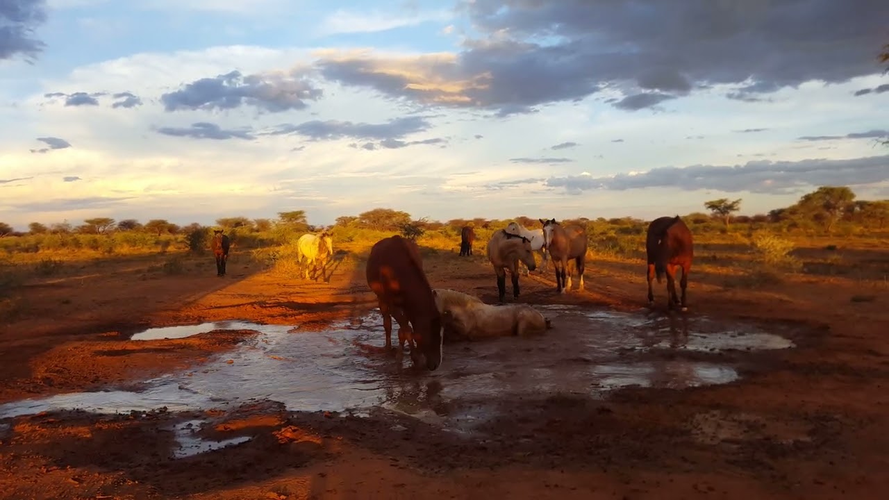Kambakus Safari-Pferde wälzen sich im Wasserloch