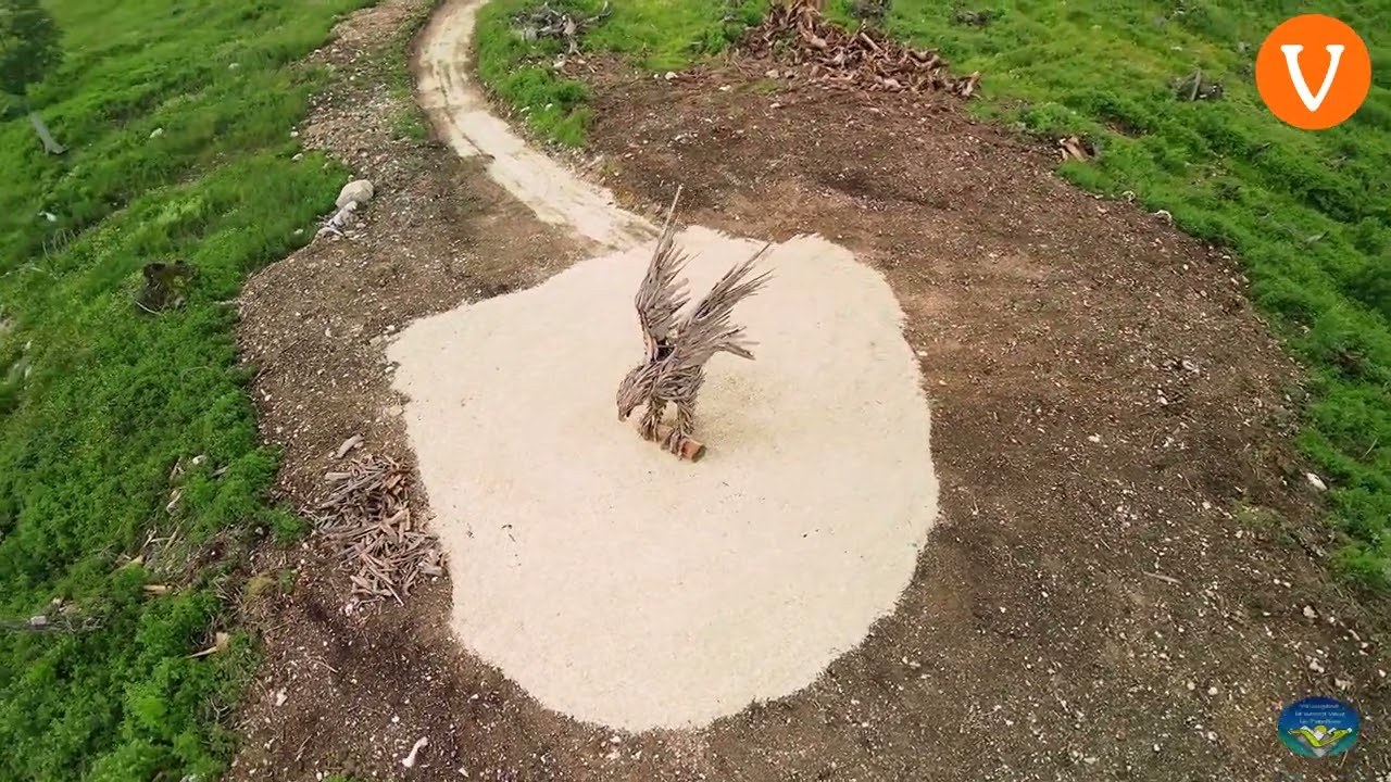 Le riprese dall'alto dell'aquila di Vaia realizzata da Marco Martalar in località Marcesina a Grigno