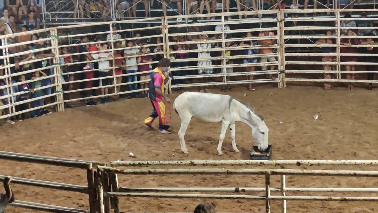 Jumenta Feiticeira - 800 Reais Para A Mulher Pôr O Cabresto