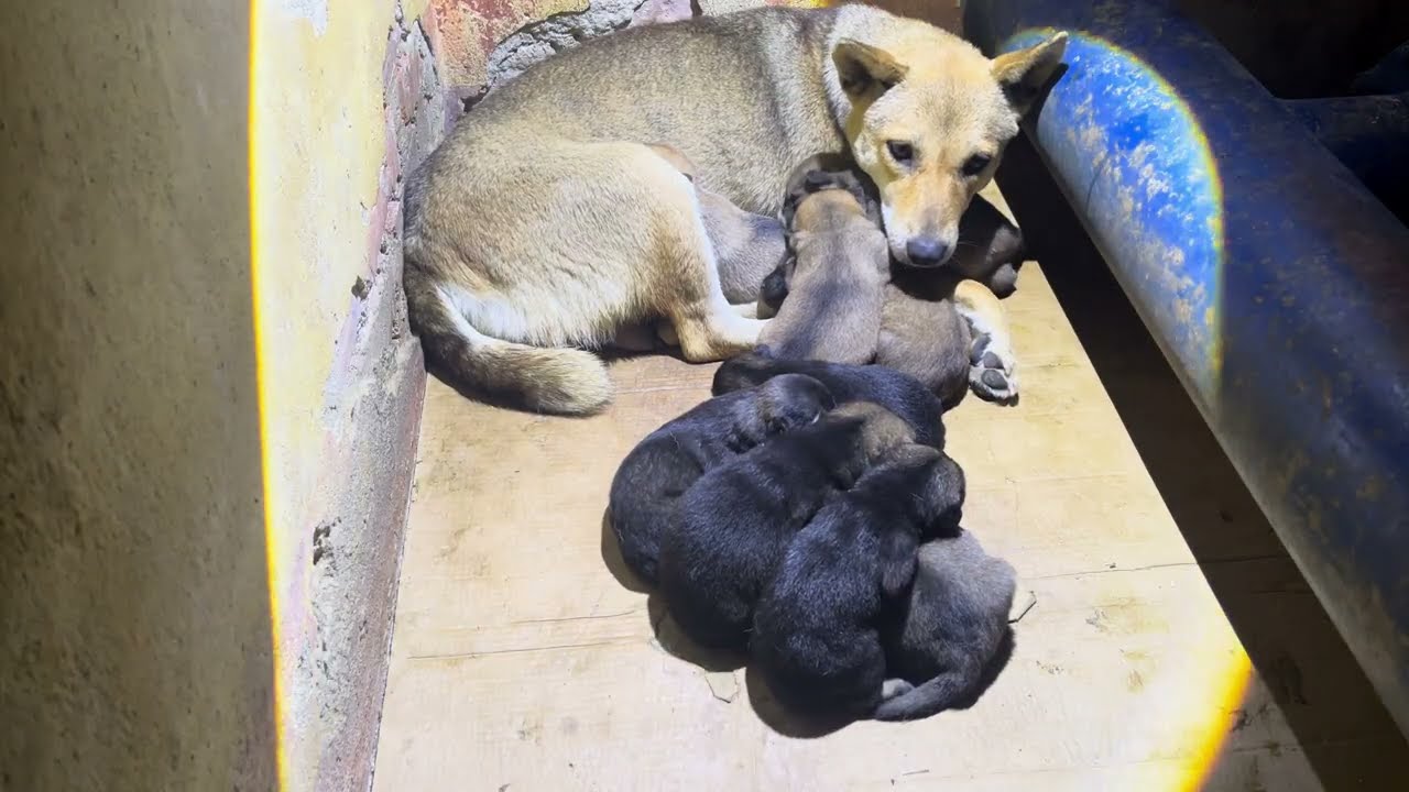 Moving the Puppies Inside to Keep Them Warm as Night Falls