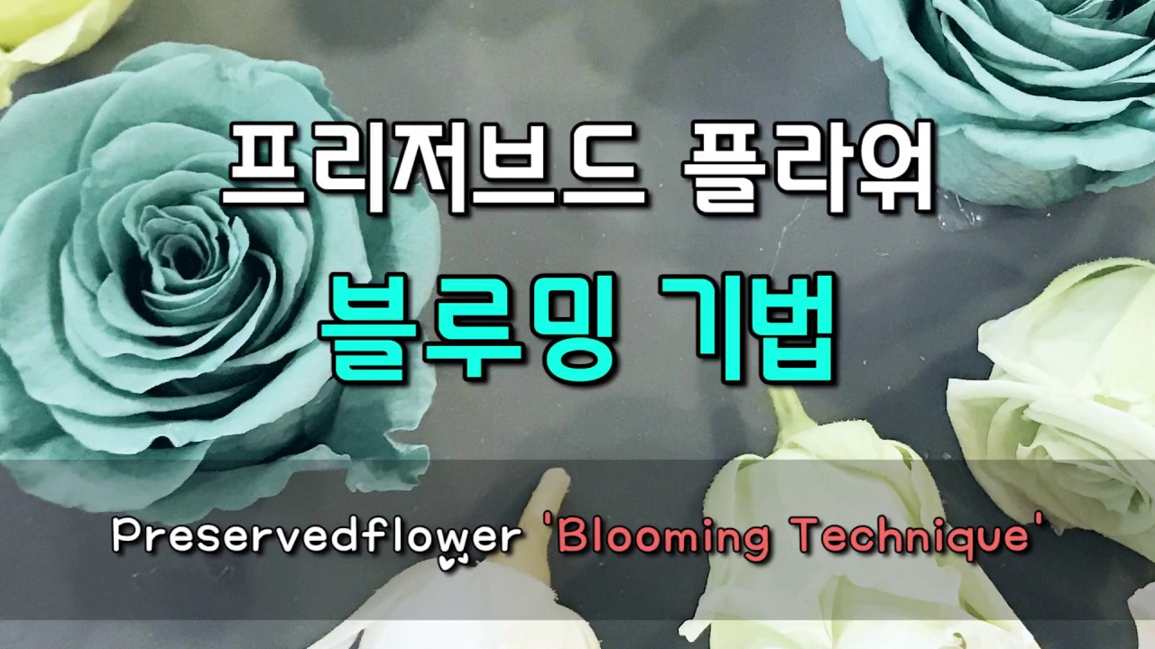 프리저브드플라워 - 장미꽃 - 블루밍 기법 rose flower blooming technique