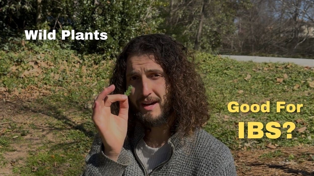 The Missing Piece in Gut Health? Wild Plants & Nature Connection