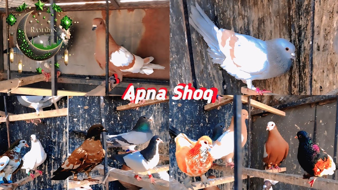 Chota sa shoq|Home breed
