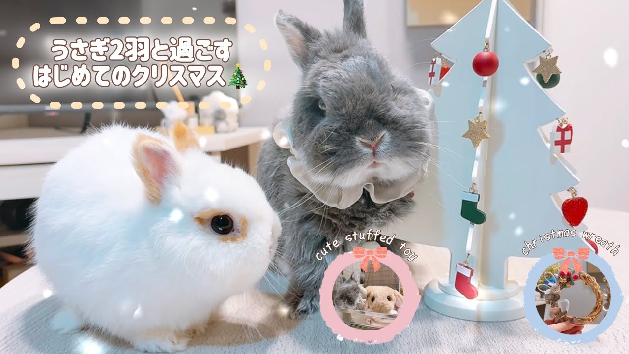 【多頭飼い】可愛すぎる…！2羽のうさぎと過ごすクリスマス🎄 | うさぎのぬいぐるみ・リース作り🧸