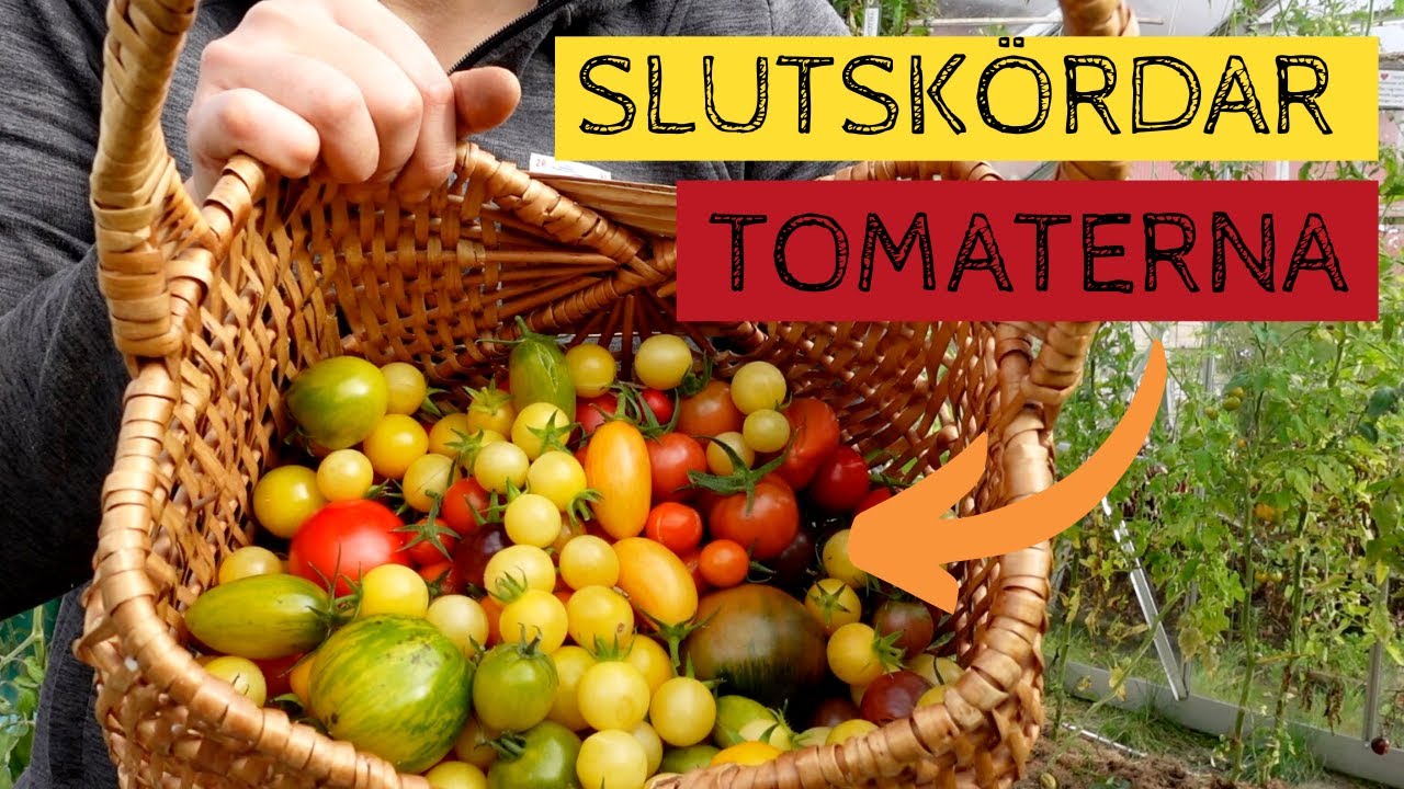 Mogna och gröna tomater. Nu är det dags att klippa ner tomaterna i växthuset. Bladmögel?