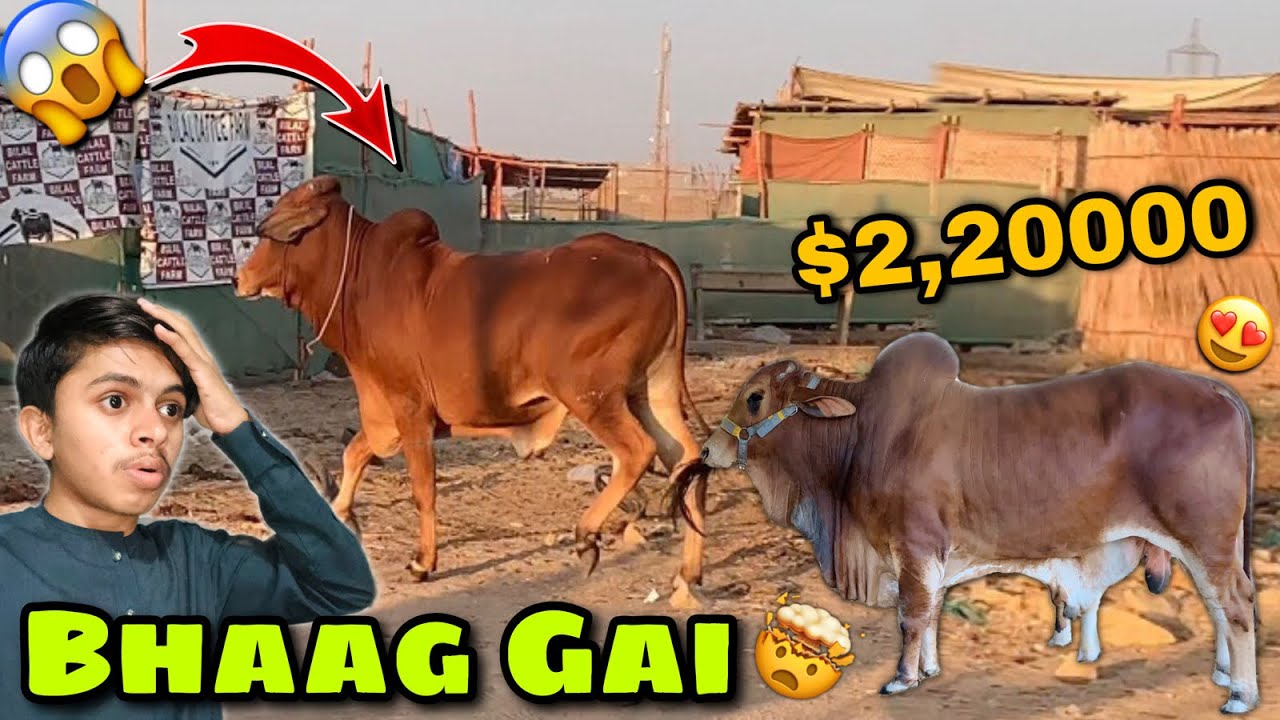 Dangerous Cow Bhaag Gai 😱 Cow VS Me WWE Fight 😂Expensive Cow Pasand agai😍Beopari Ban Gya Me