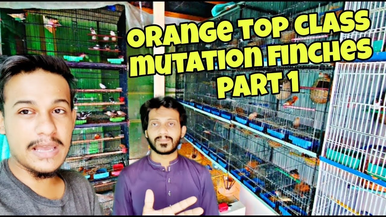 Top class Orange mutation finches for very first time Part # 1 | Elder Brother's Setup 🤗