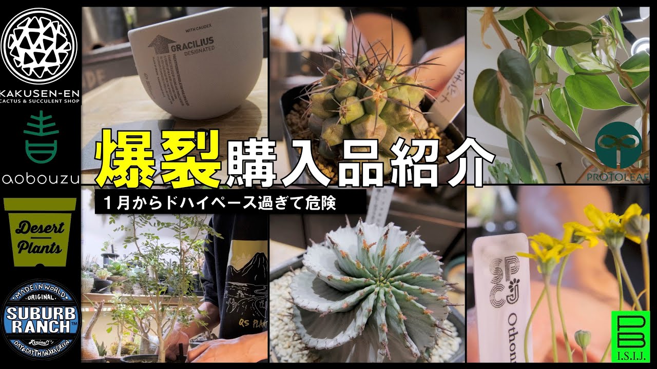 【ビザールプランツ・観葉植物】爆裂購入品紹介　｜鶴仙園｜青坊主｜PROTOLEAF｜SUBURB RANCH｜Desert Plants｜新宿プレミアムバザール｜塊根植物｜陶器鉢｜