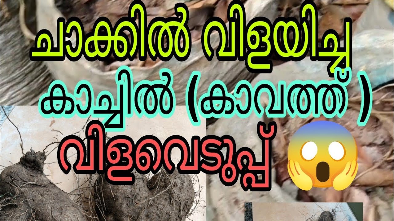 ചാക്കിലെ കാവത്ത് (കാച്ചിൽ) കൃഷി |Tasty world 