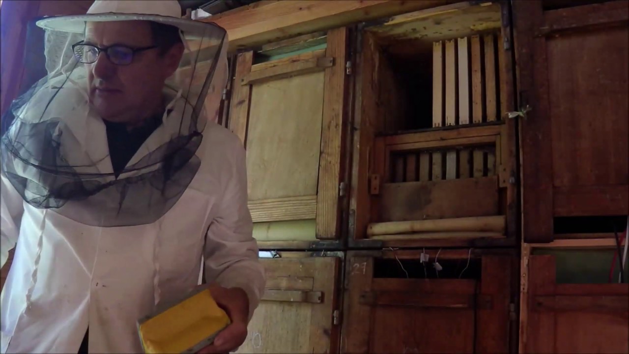AŽ hives examination