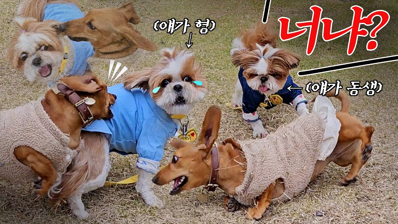 찐형제 강아지의 찐한 우애ㅋㅋ  형 복수 대신해 주는 동생 강아지🤣