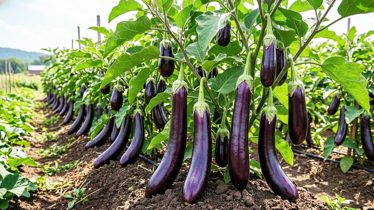 Farm to Jar: Growing Black Beauty Eggplants (E-BB-1) for Our Smoky Roasted Spreads!