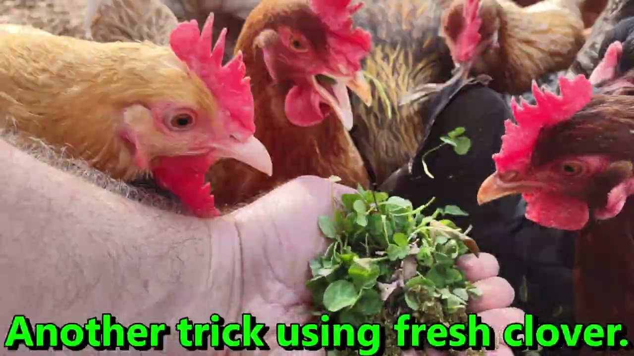 My chickens like greens.  I try to see if they'll eat alfalfa pellets.