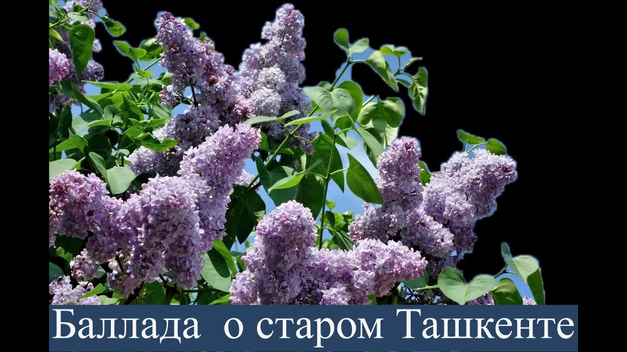 Баллада о старом Ташкенте.