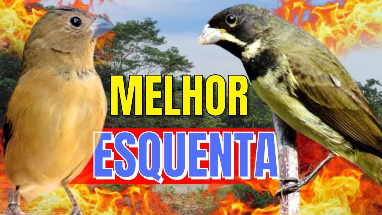 ESQUENTE SEU COLEIRO TUÍ TUÍ MELHOR COLEIRO TUÍ TUÍ E FÊMEA CHAMANDO PARA ESQUENTAR COLEIRO TUÍ TUÍ