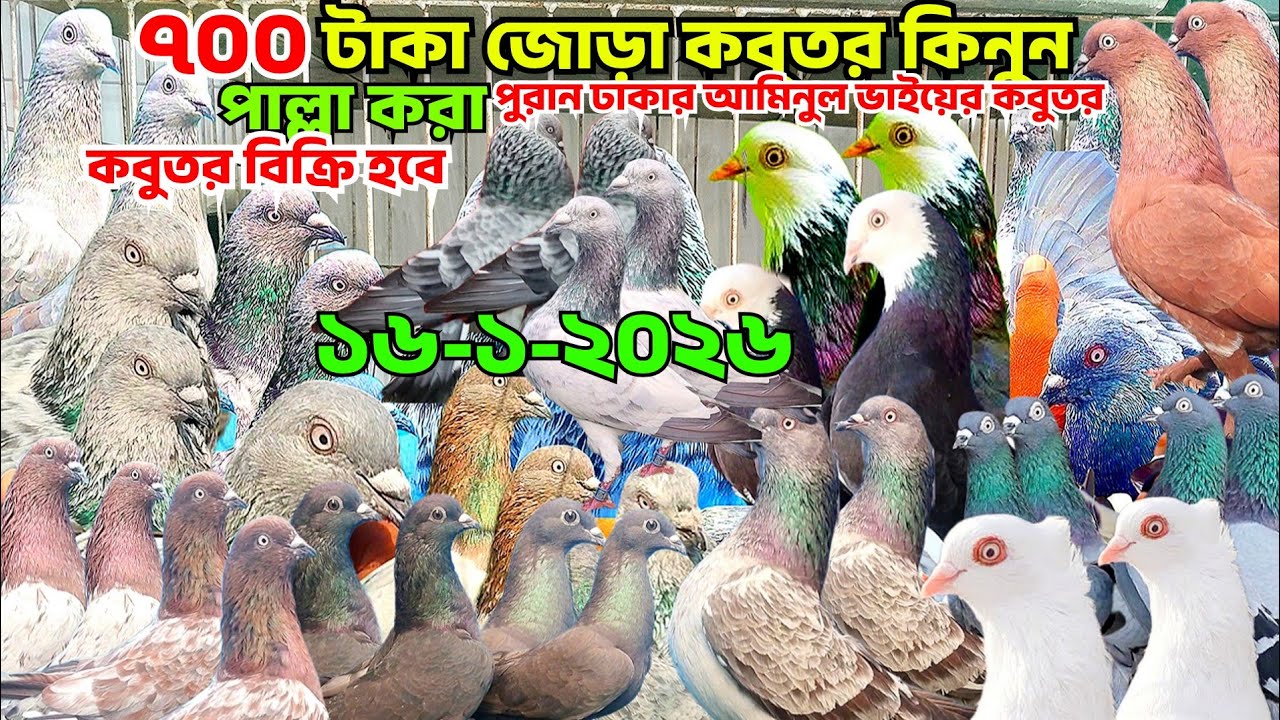 ৭০০ জোরা পাল্লা করা গিরিবাজ কবুতর কিনুন। ছাড়াছাড়ি লাইনের গিরিবাজ, পাংখি কবুতর, বেজি কবুতর, আমিনুর 