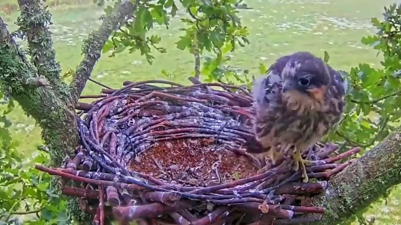 #falcon Cam4#137 Review baby birds in the nest - Dad and mother brings food to feed their chicks