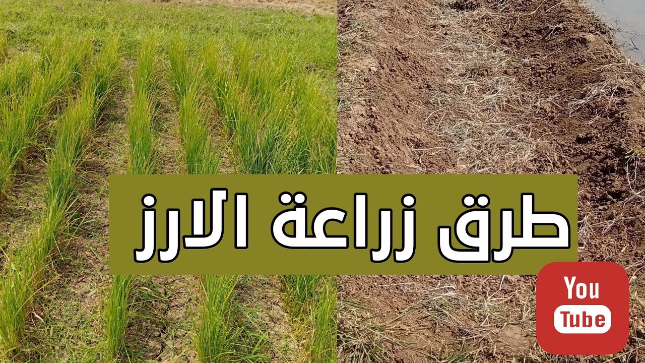 تقرير عن زراعة الارزفي السودان@ecosudantv