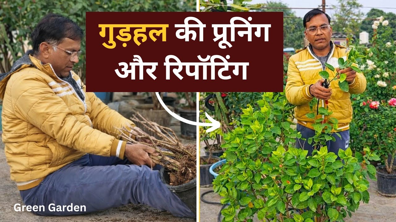 जासून (Hibiscus) की फरवरी में प्रूनिंग | Root + Branch Pruning सही तरीका