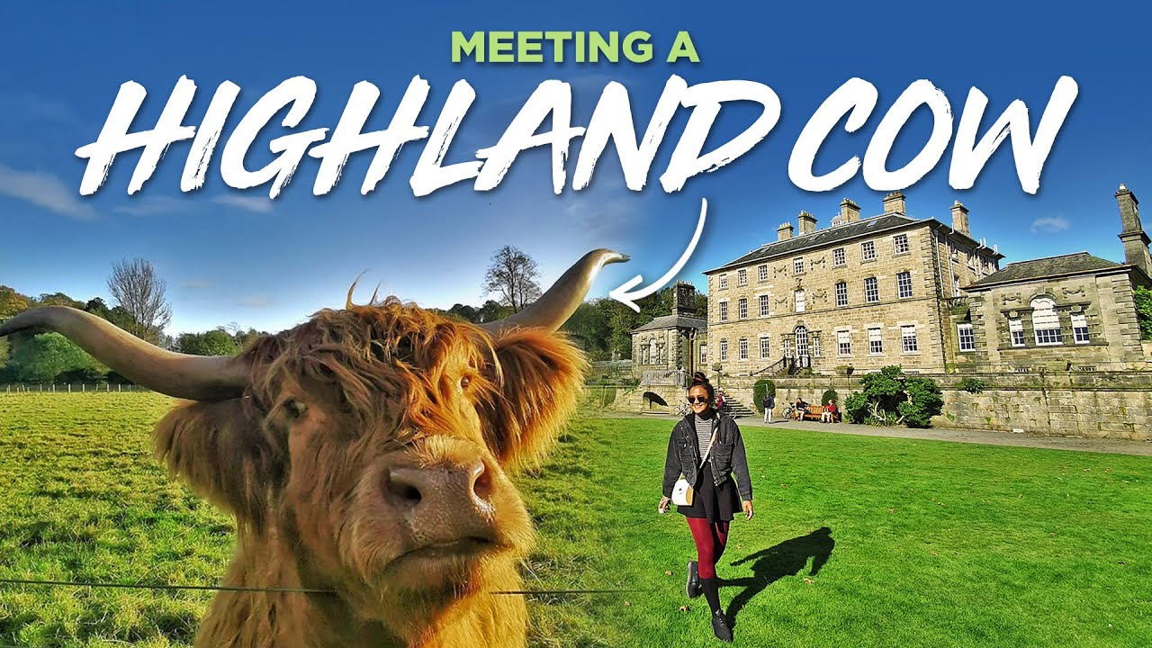 Meeting Highland Cows at Pollok Country Park, Glasgow 2020 | Pollok House Garden
