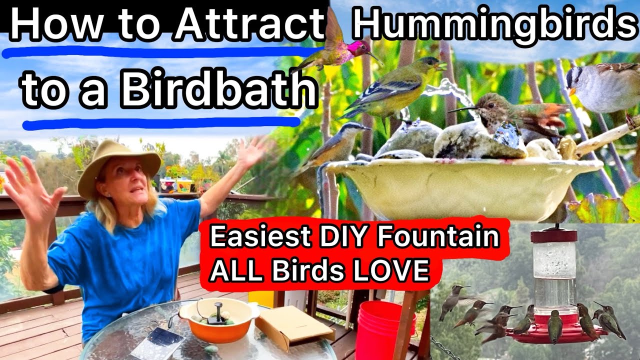 Cheap EASY Birdbath Setup to Attract All Wild Birds Tips on Hummingbirds DIY Solar Fountain Bubbler