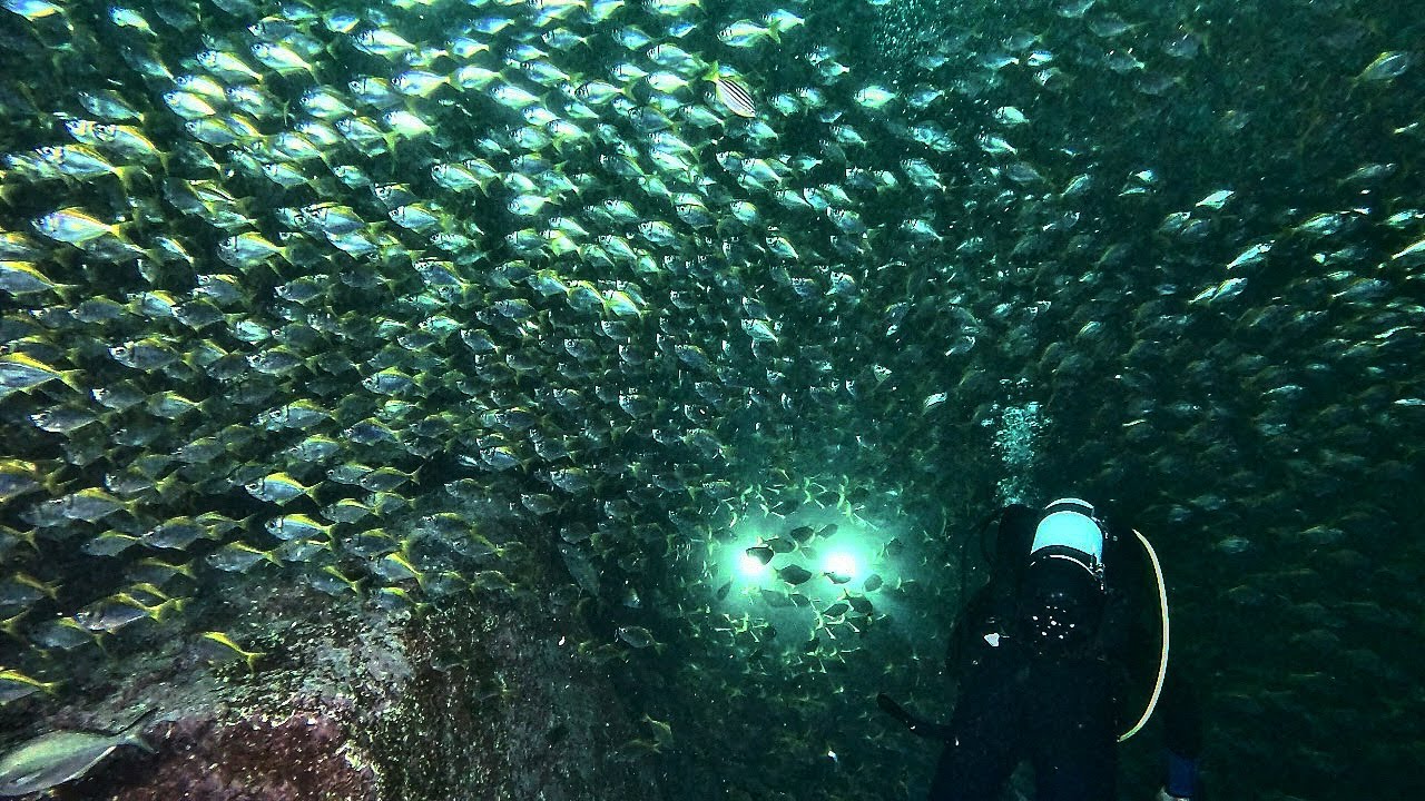 Fish as far as the eye can see - scuba diving the Apartments