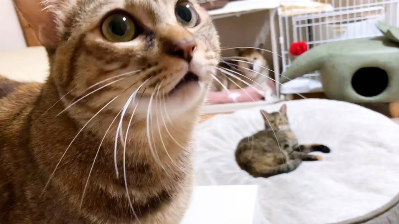 ツンとしているように見えて実は子猫と遊びたい可愛い鳴き声のお姉ちゃん猫リタ♥