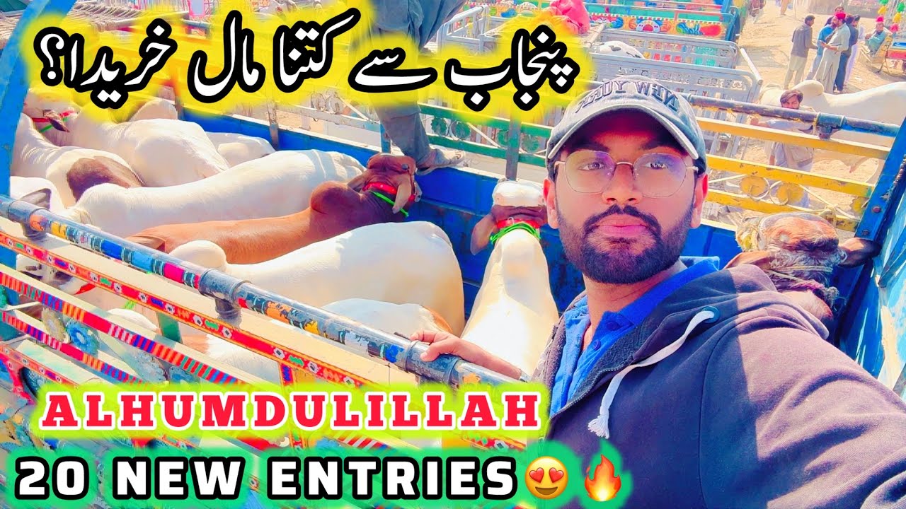 Punjab Se Kirna Maal Khareeda? | Alhumdulillah 20 New Entries 😍 | Uzair Cattle Farm