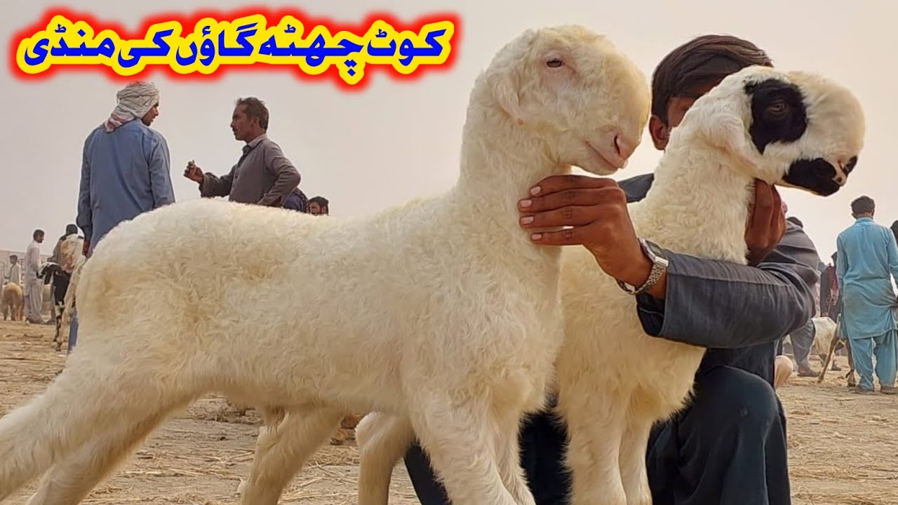 کوٹ چھٹہ دیہات کی سستی مندرہ منڈی | ایک مندرے کے ساتھ ایک فری | قیمت صرف 15 سے 18 ہزار