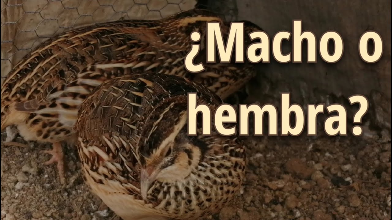 Codorniz MACHO O HEMBRA. Cómo diferenciar 🤔