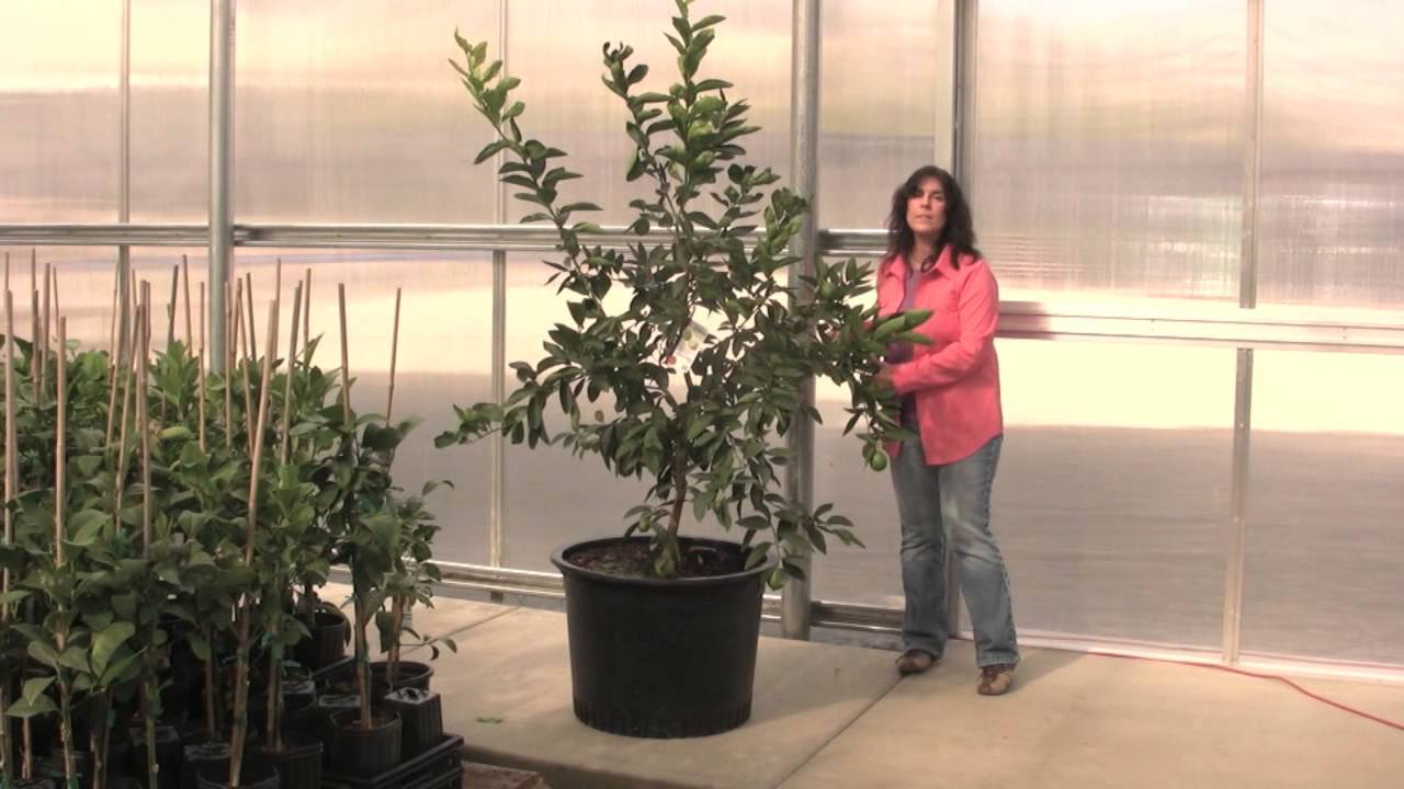 Four Winds Growers presents: "Pruning Your Citrus"