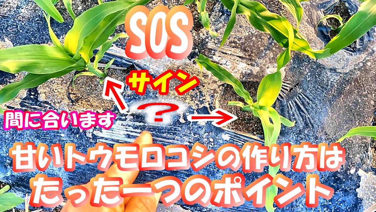 穂が出るまでに〇〇肥料を与えると甘くなる🌽見てわかる生育診断