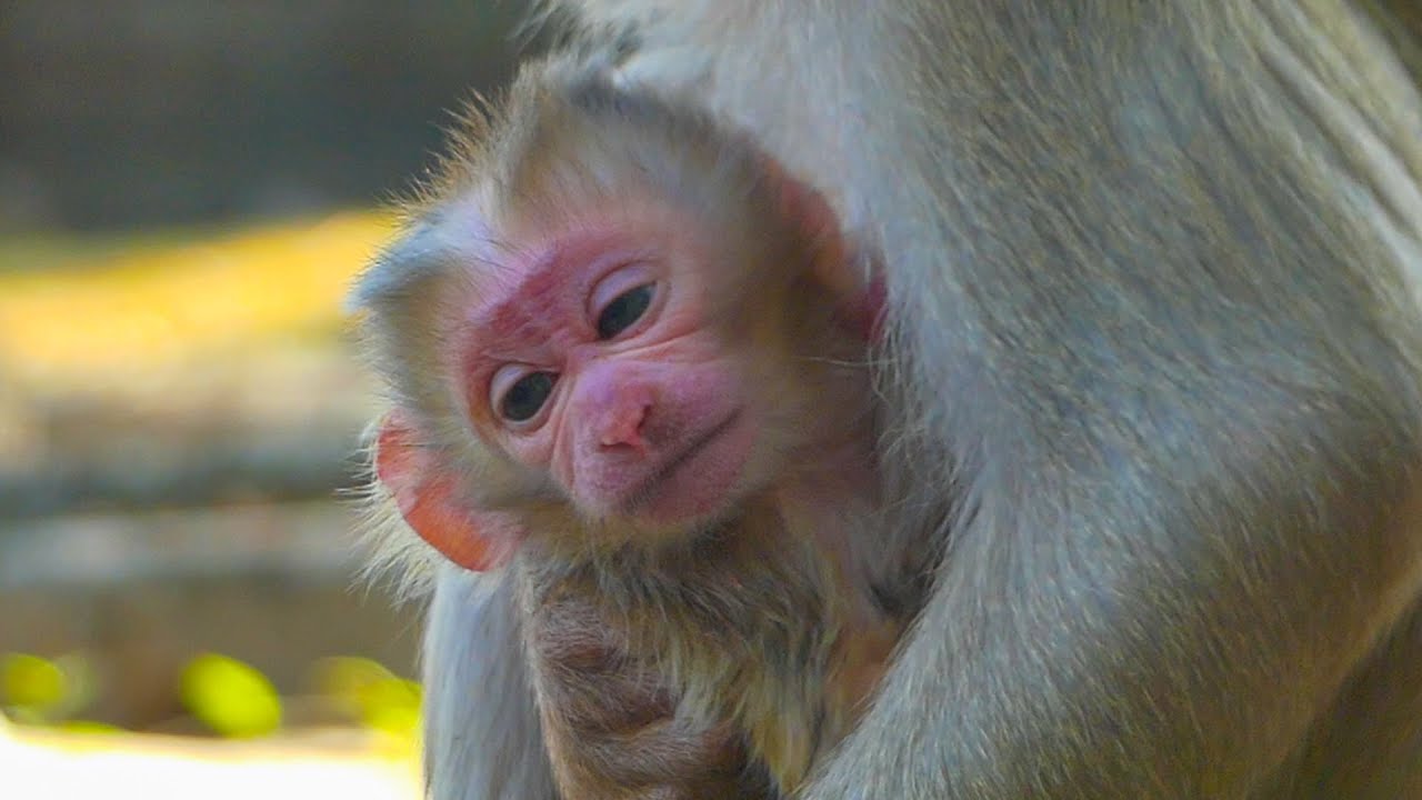 Does an adorable newborn Lucan look like Papa Pongo? Mama Lauy got pigtail baby