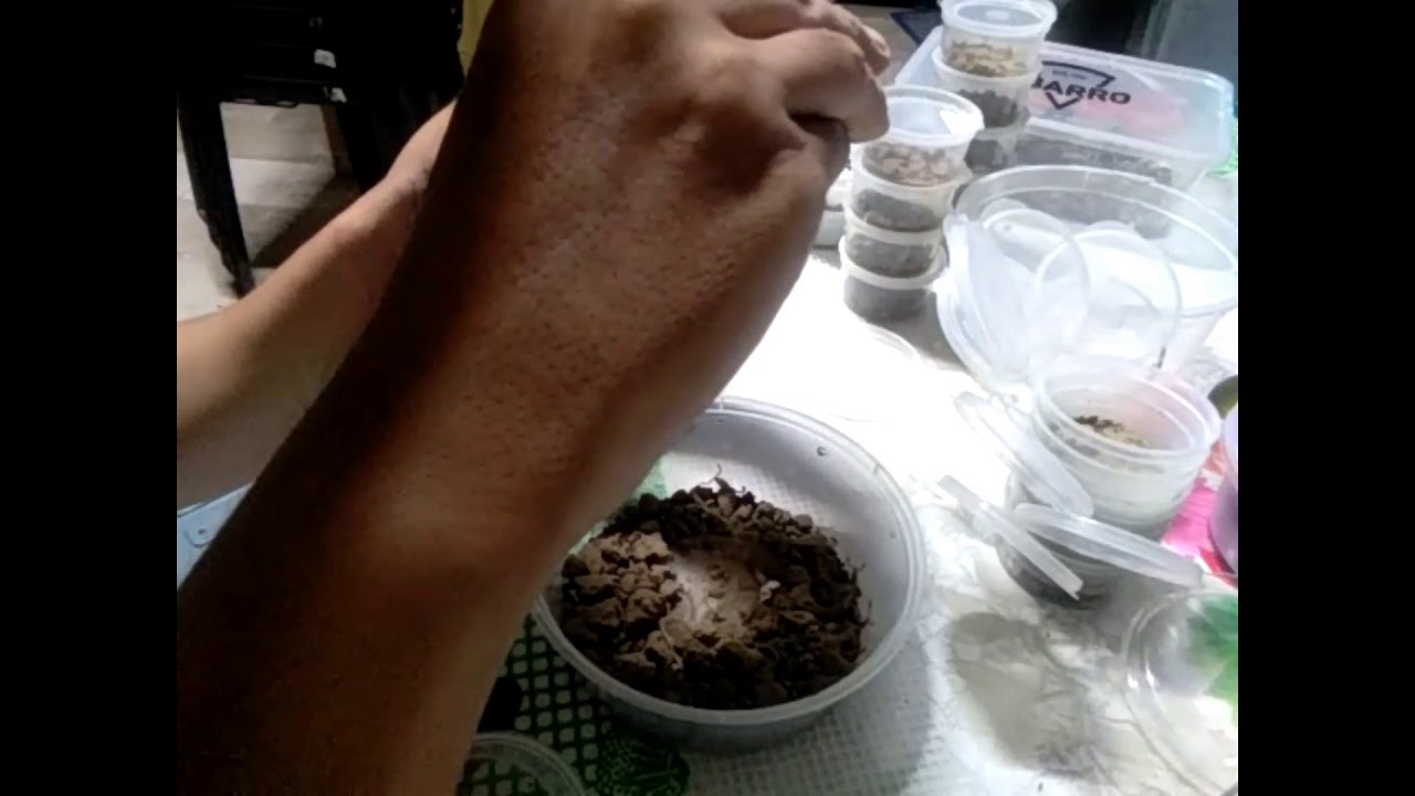 Scorpling Rehouse #F.E.Ex