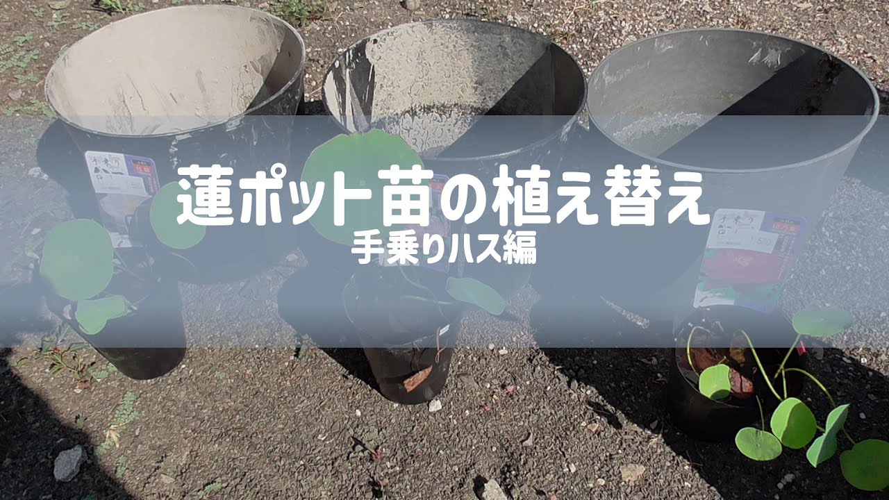 蓮ポット苗の植え替え　手乗りハス編