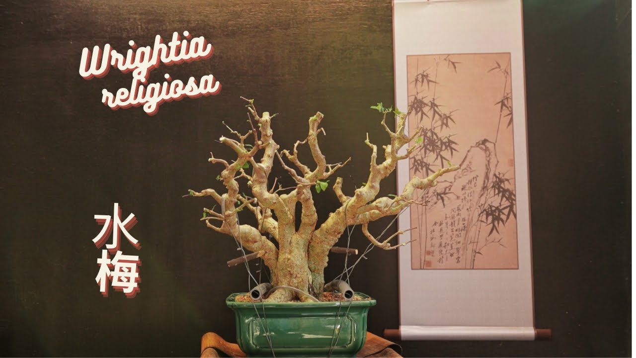 Wrightia religiosa (water jasmine) 水梅