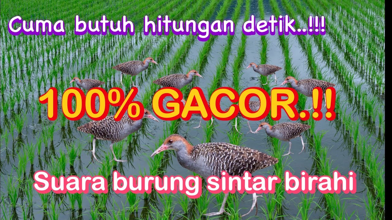 SUARA BURUNG SINTAR SAWAH BIRAHI..!!! #sintar #burungsintar 