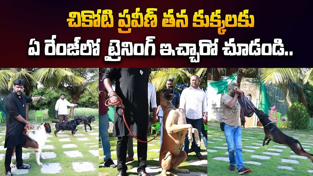 Chikoti praveen kumar About His Dogs | Chikoti Praveen Kumar Farm House Tour | @sumantvtelugulive