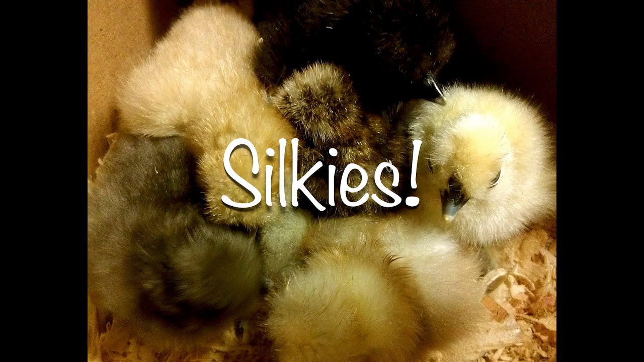 The Silkie Way - Our New Silkies! ~