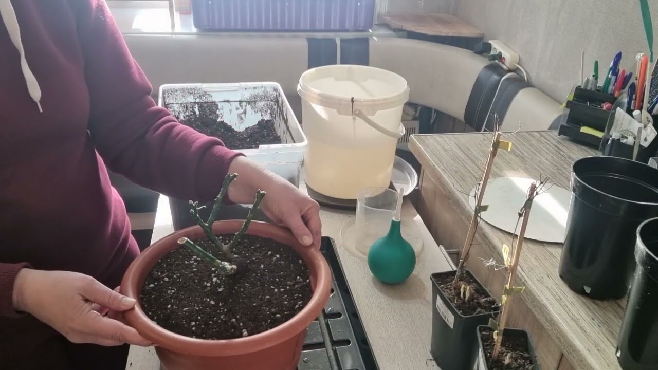 Временная посадка розы и клематиса 