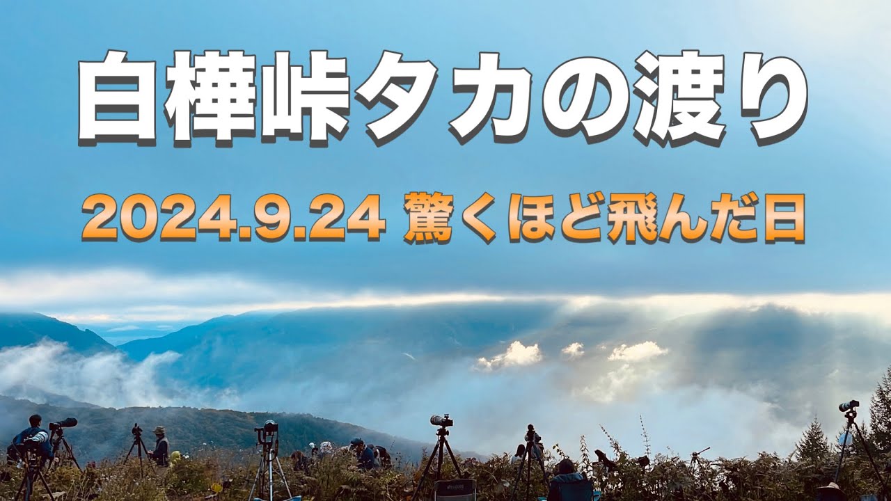白樺峠タカの渡り　2024 9 24 驚くほど飛んだ日