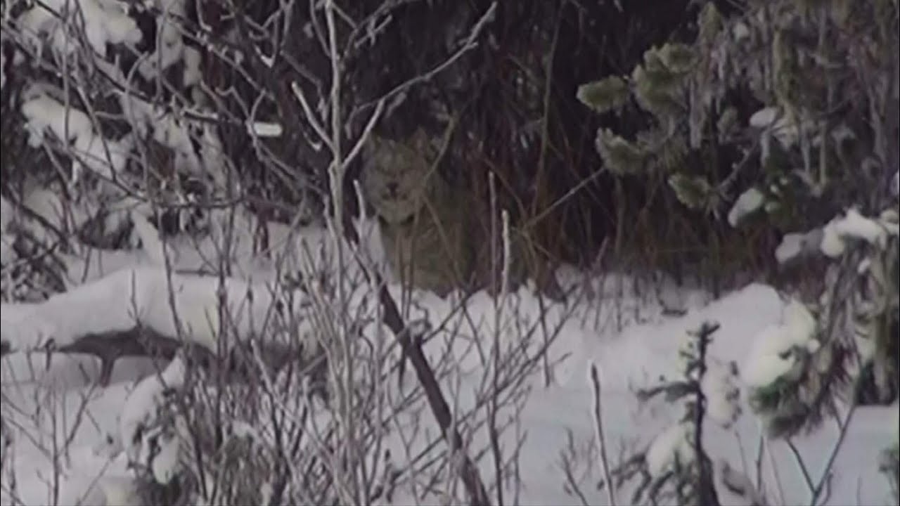 Lynx hunt in BC DECEMBER 2022. Lynx hunting