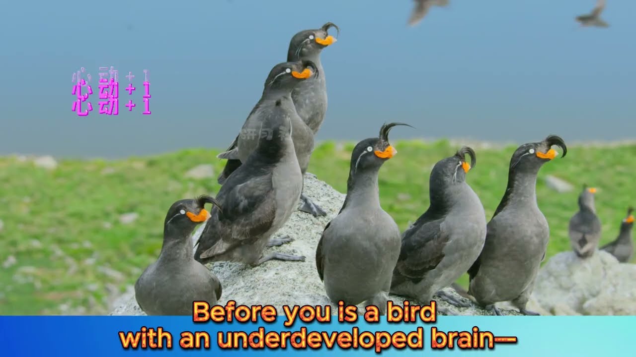 Crested Auklet &ndash; The Ocean&rsquo;s Funniest Flirt (Smells Like Oranges! 🍊😂)