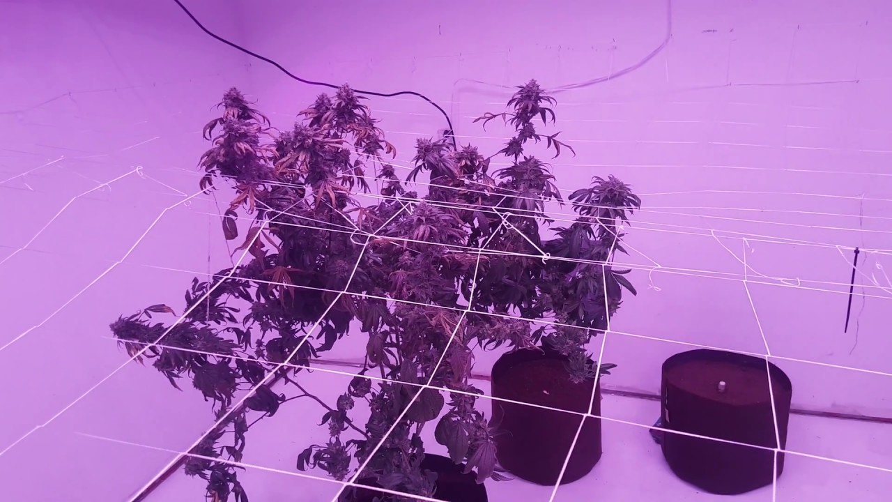 9000 Watt Cob LED Grow Season 3 Episode 7