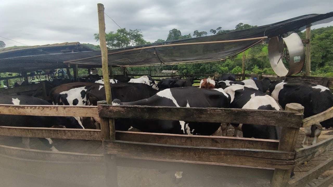 Domingo tbm e dia , Ordenha da manhã, Mostrando as Novilhas 🙏🏽🐄🌽💪