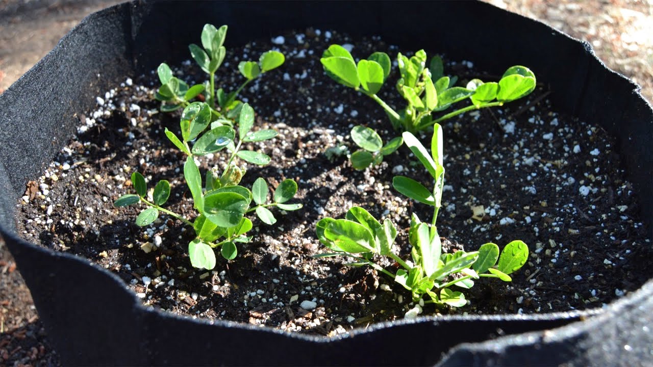 Fast way to grow peanuts in container