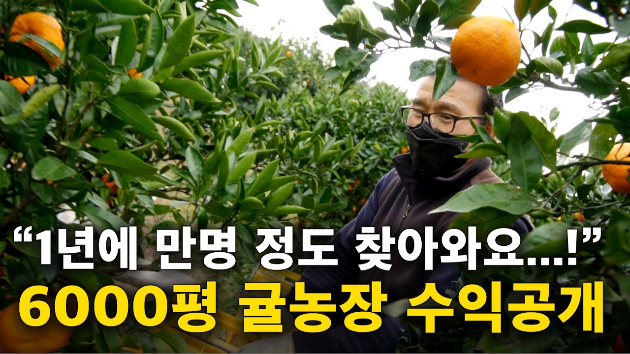 6000평 제주 귤체험농장, 얼마나 벌 수 있을까? [제주도 귤체험농장, 귤농사] 2부