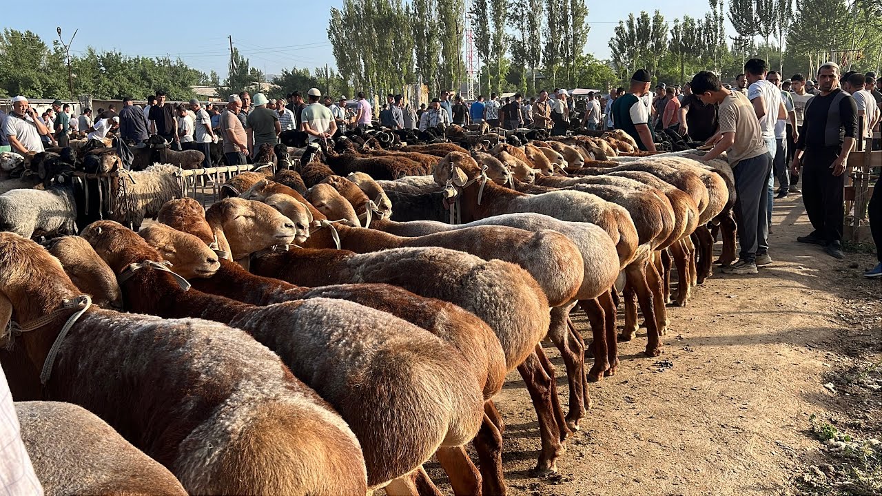 Tergachi qõy bozori bugungi narhlar bilan tanishing 16.05.2025yil