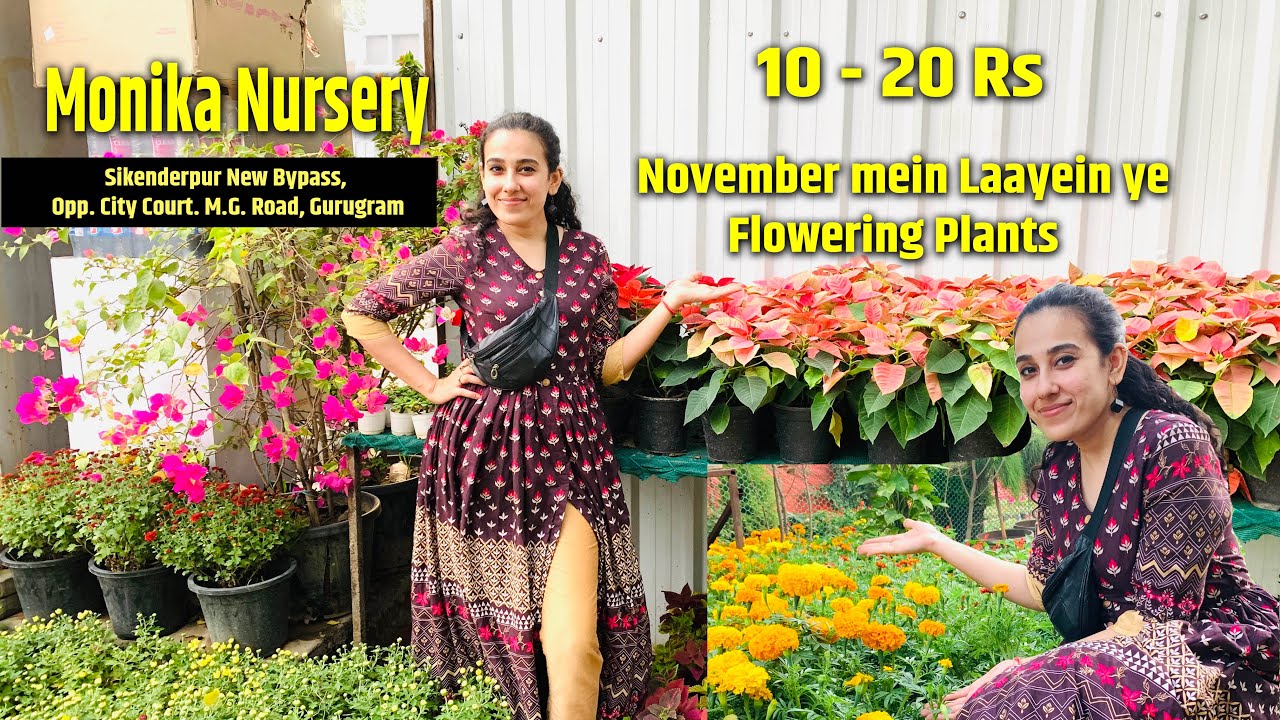 10- 20- 30 Rs Winter Flowering Cheapest Plants | Cheapest Nursery in Gurugram  |Monika Nursery